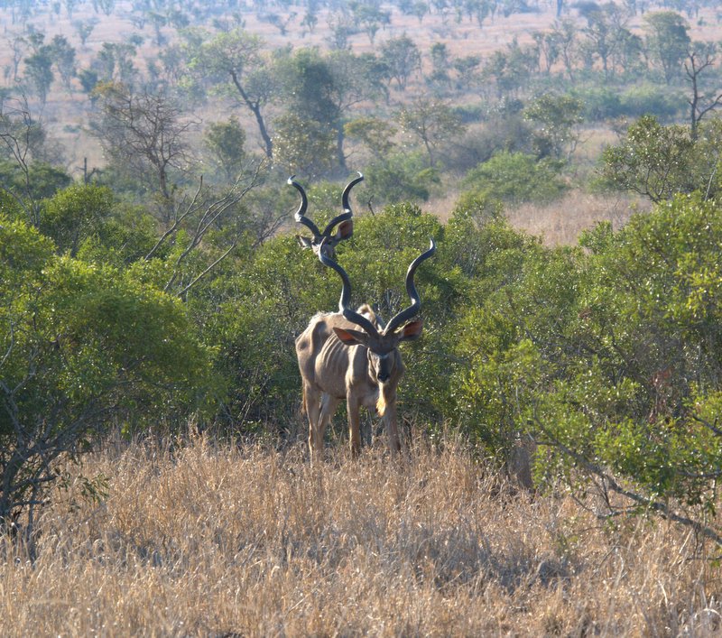 Kudu males