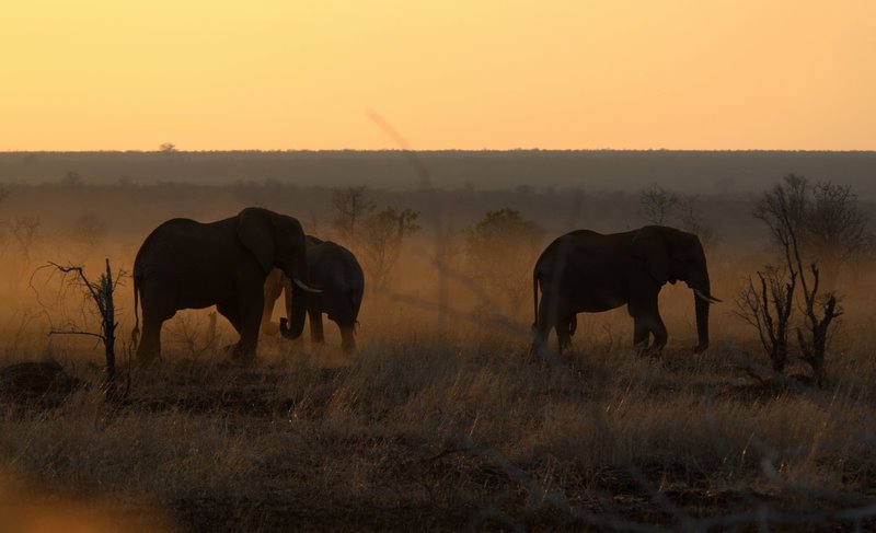 Elephants at sunrise 