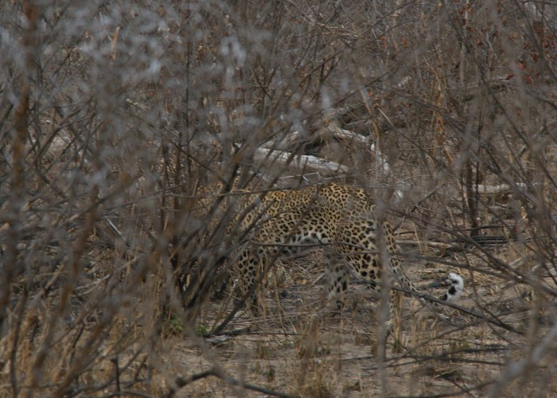 leopard standing behind bush