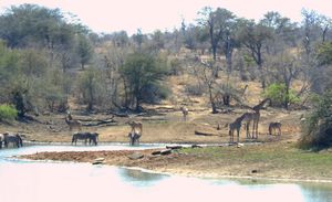 Water hole with lots of animals