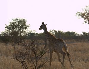 Giraffe running by us