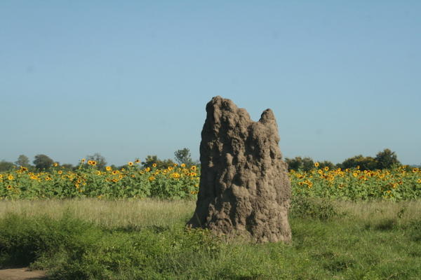 The termite Mound along the road...