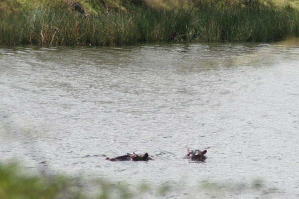 We found the Hippos...