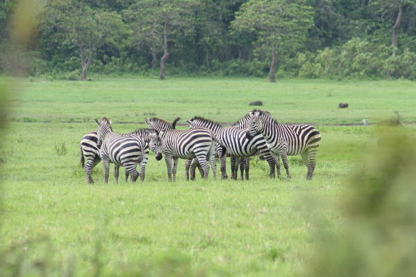 Herds of Zebra across the way...