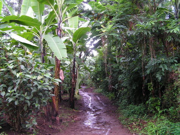 The muddy trails of Kibosho