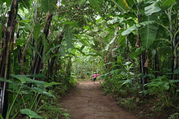 The Banana Tree lined road...