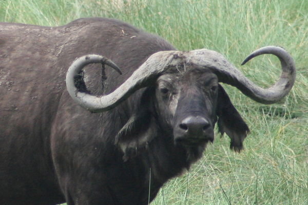 The Big ol' Cape Buffalo