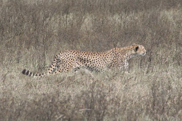 Cheetah ..On the Prowl