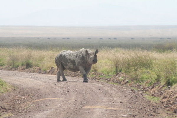 A Rhino ~ Road Block