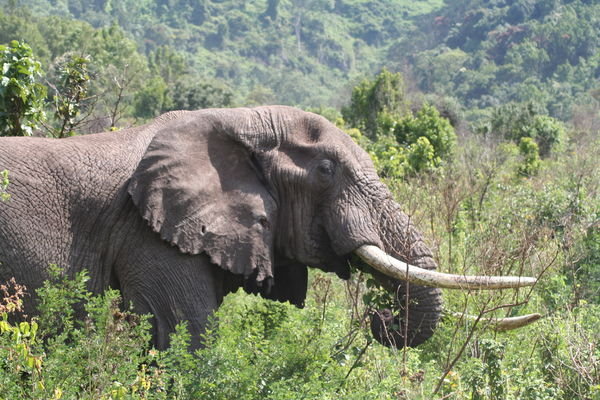 We saw one elephant in the Crater