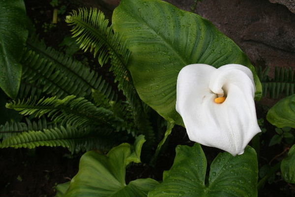 A nearby Peace Lily