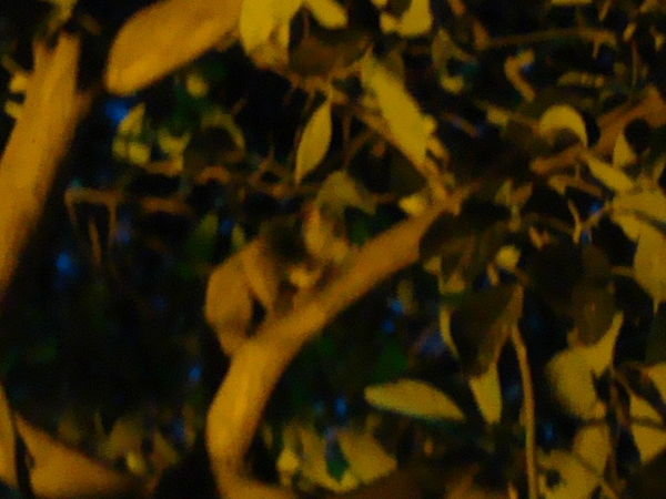 Hard to see.... But it's a BushBaby in the Tree