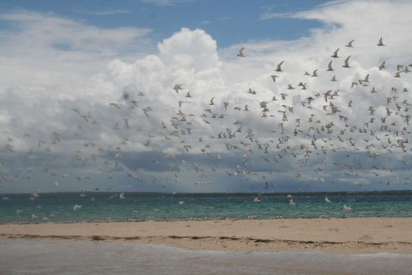 The Sea Gulls flying away