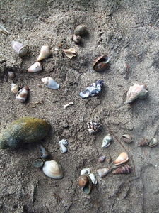 Treasures in the Sand