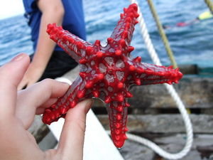 Star Fish that the kids found...