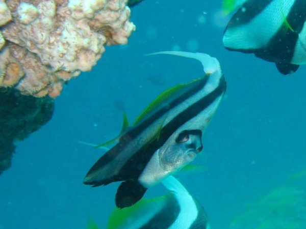 kisses from a Morrish Idol Fish