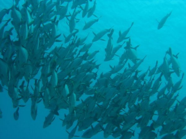 School of fish swimming upcurrent