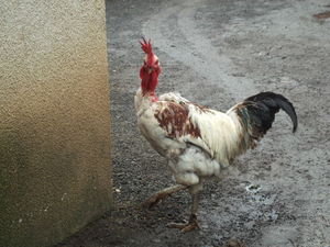 The loudest rooster Ive ever heard!
