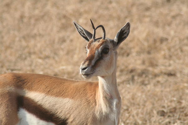 crooked horn gazelle