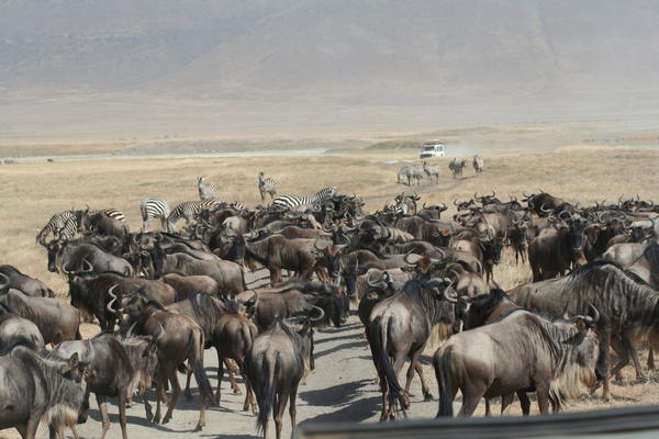 Migration of the Wildebeast