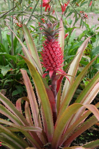 red pineapple ??