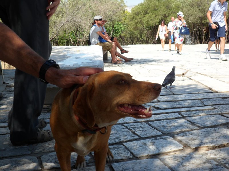 Interesting fact - Dogs in Greece