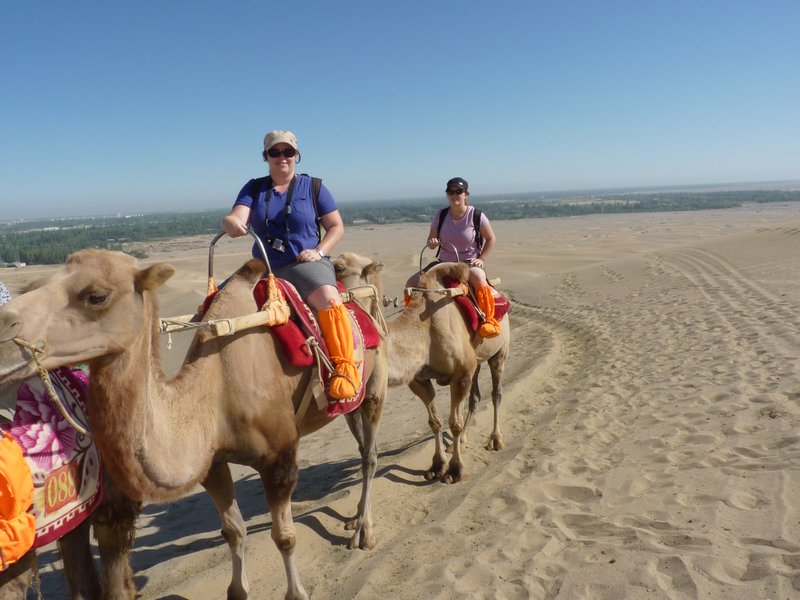 On our camels