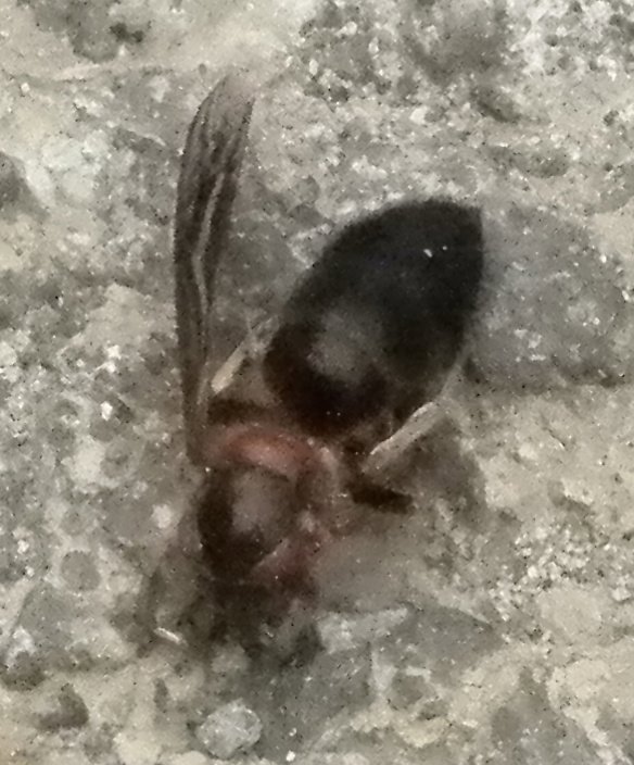 13 Black bummed bee (dead 1 wing)