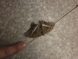 84 Giant moth on a temple floor