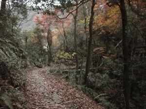 24 Beautiful Autumnal path