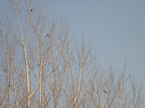 4 magpies in the trees by the yard