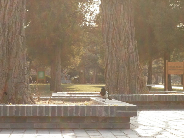 Magpie in the Temple of Heaven park