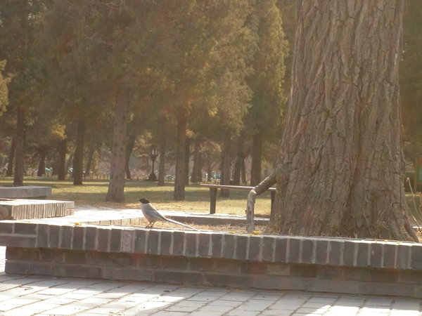 Magpie in the Temple of Heaven park