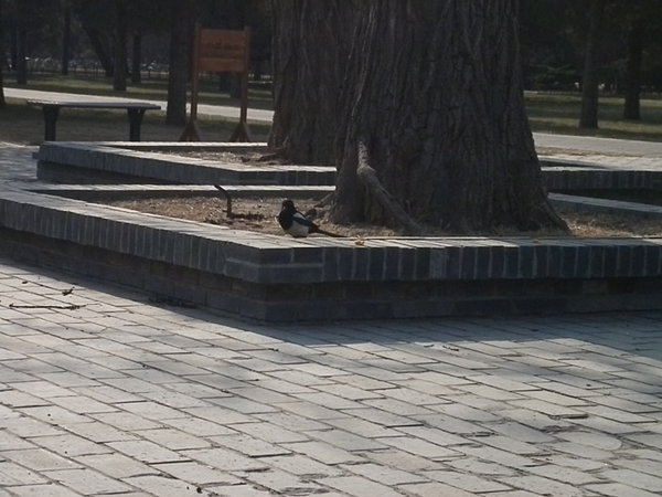 Magpie in the Temple of Heaven Park
