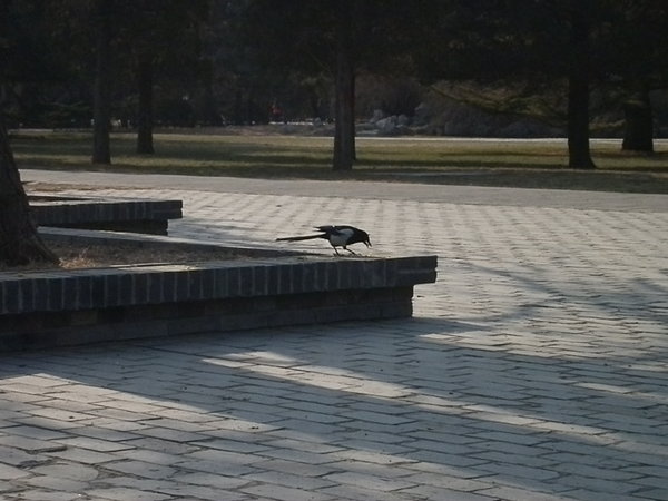 Magpie in the Temple of Heaven Park