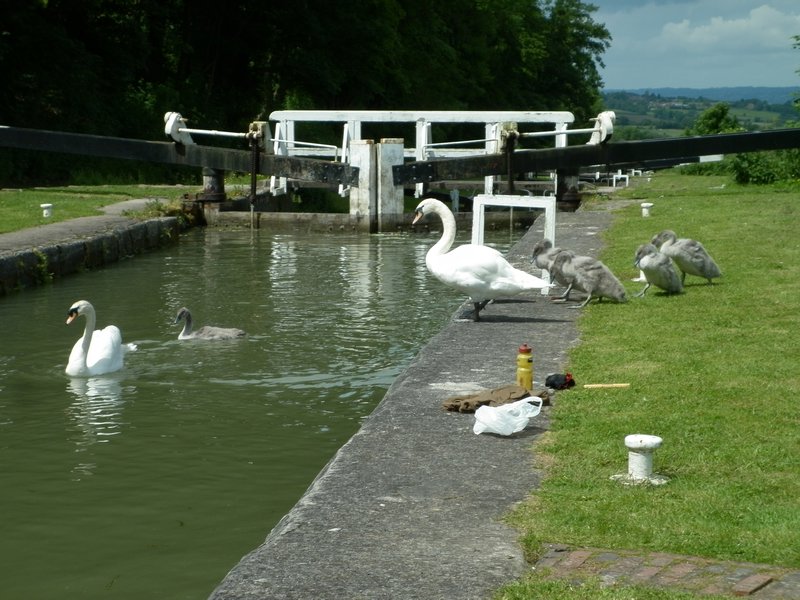 the swans that tried to ambush my chippie lunch
