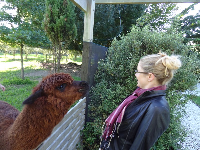 Being spat at by an Alpaca!