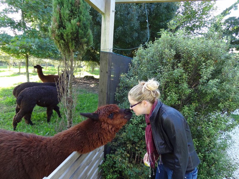 Kiss from Milly the Alpaca