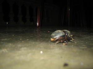 Beetle bum