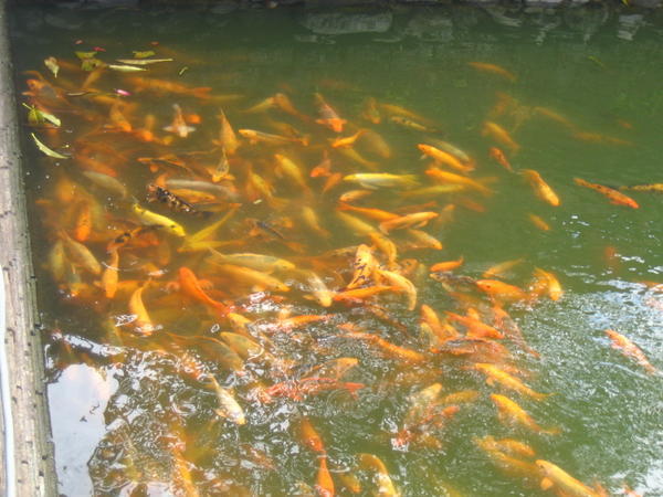 1000s of gold fish