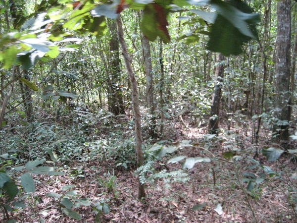 the think cu chi forest.......i wouldnt fancy this at all!!!