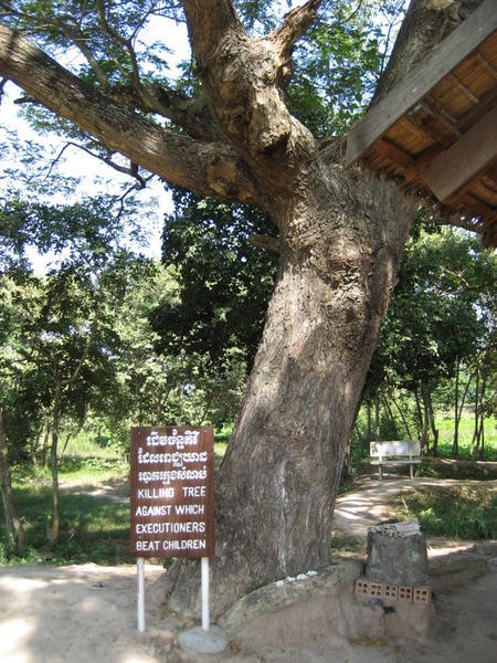 The kiling tree where kids were thrown against