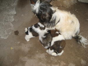 A shitzu and her pups
