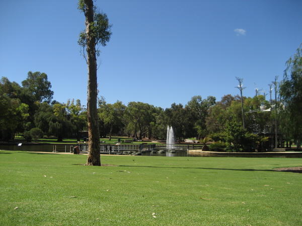 Perths kings park