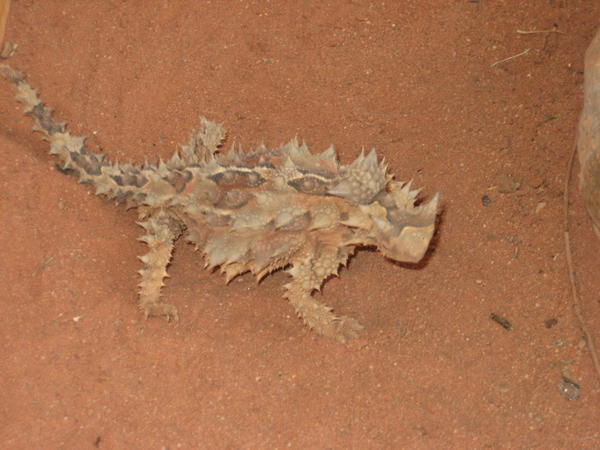 thorny devil.....very funny when it walked