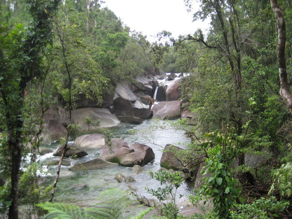 Cairns Rainforest