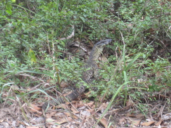 a huge monitor lizard visited us for breakfast