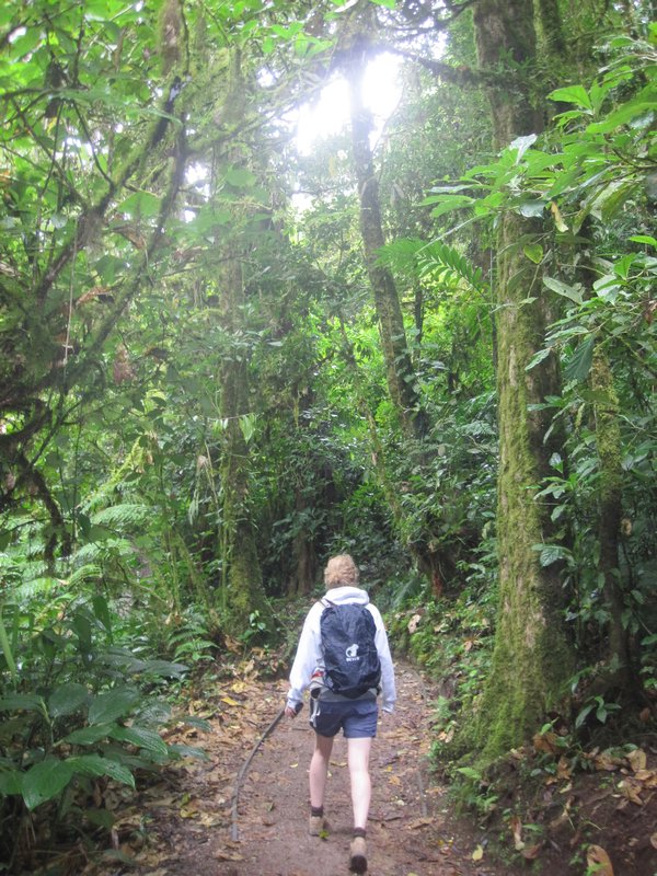 Fre in cloud forest