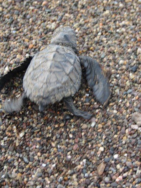 Baby leatherback turtle 