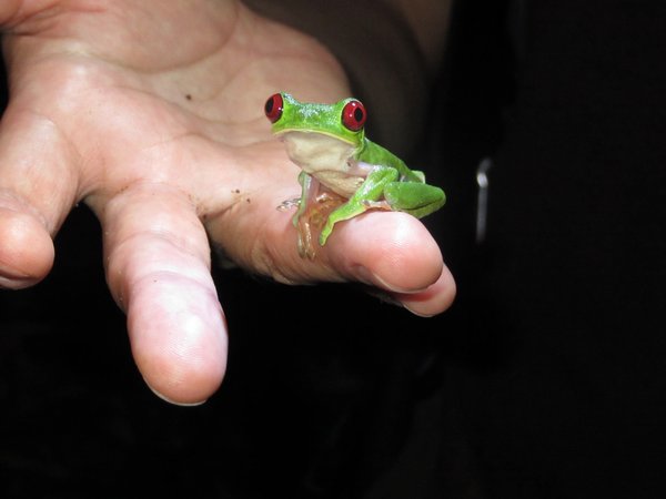 Cutest frog ever